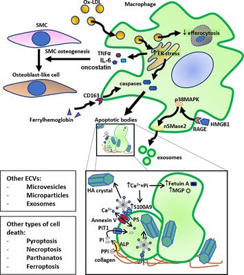 Macrophage death in atherosclerosis: potential role in calcification